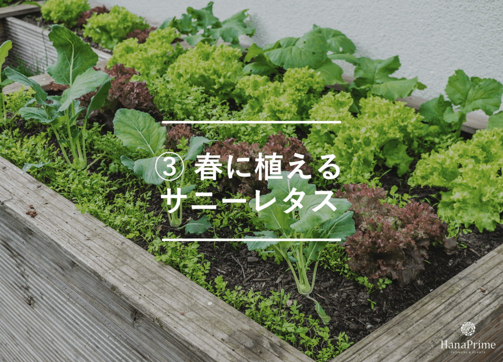 初心者向け家庭菜園おすすめ野菜15選｜植物図鑑｜HanaPrime（ハナ