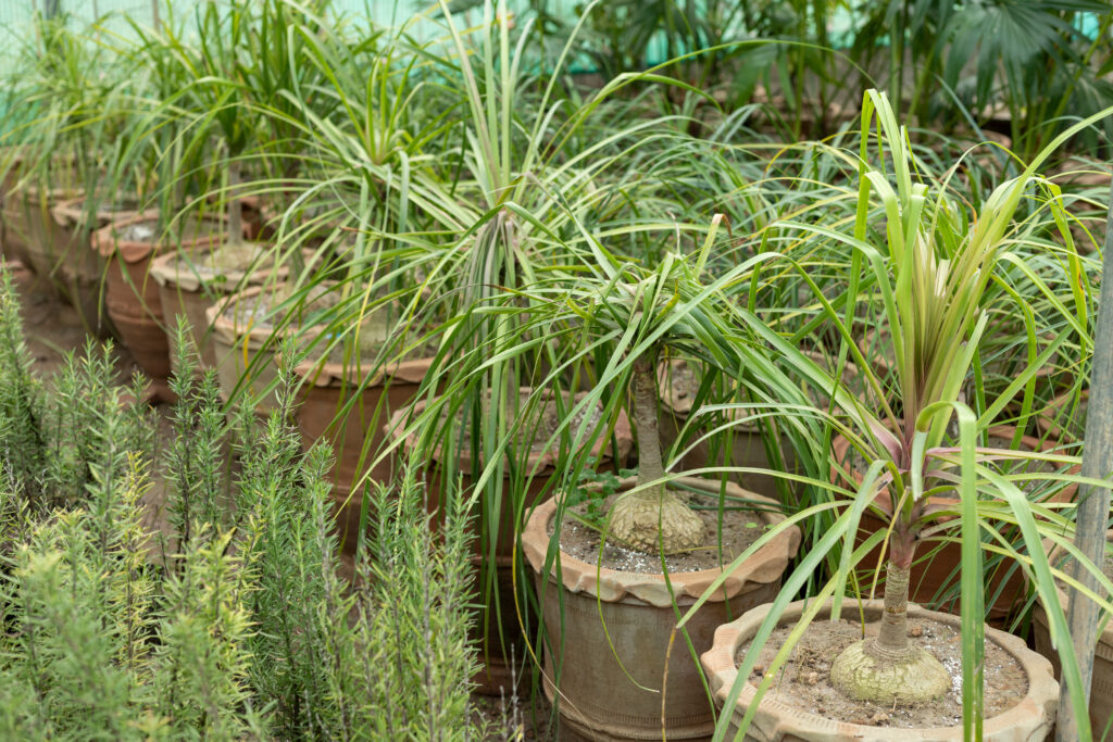 トックリランの育て方｜植物図鑑｜HanaPrime（ハナプライム）