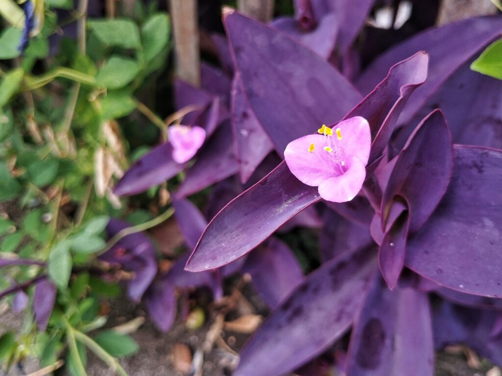 トラデスカンチア パープルハートの育て方｜植物図鑑｜HanaPrime（ハナ