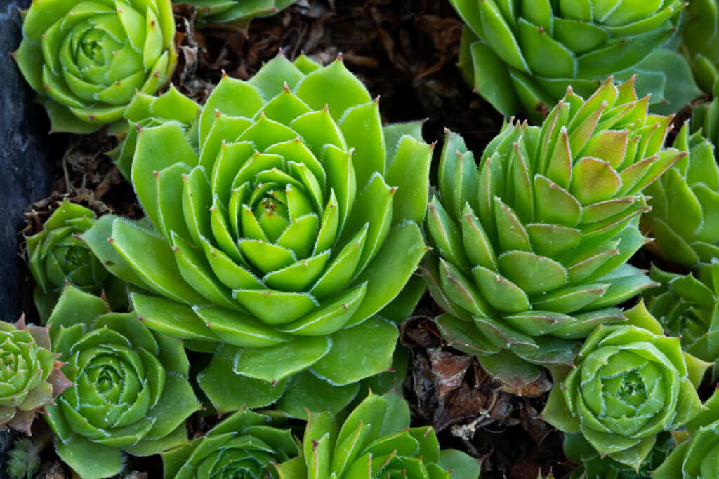 センペルビウムの育て方｜植物図鑑｜HanaPrime（ハナプライム）