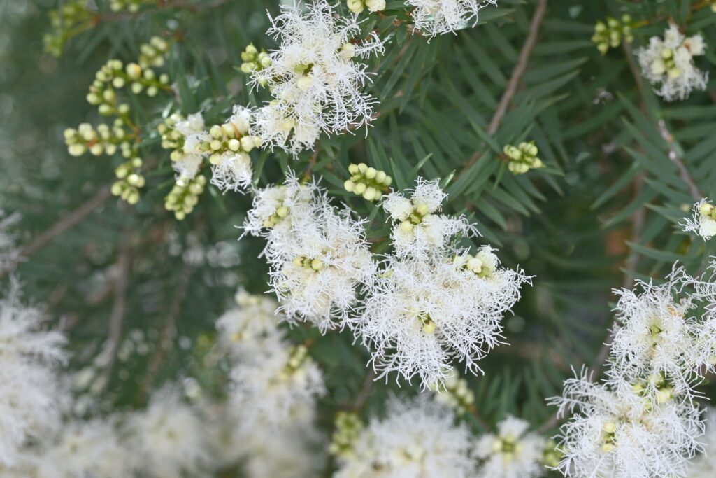 良品。メラレウカ スノーインサマー2.1M(鉢底から)品番A◎ラスト1本です！ メラレウカ スノーインサマー（4寸ポット植え） 現品販売では