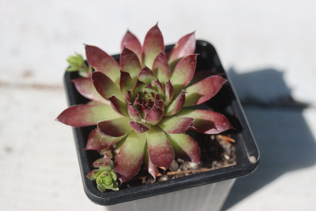 センペルビウム ゴールドナゲットの育て方｜植物図鑑｜HanaPrime（ハナ