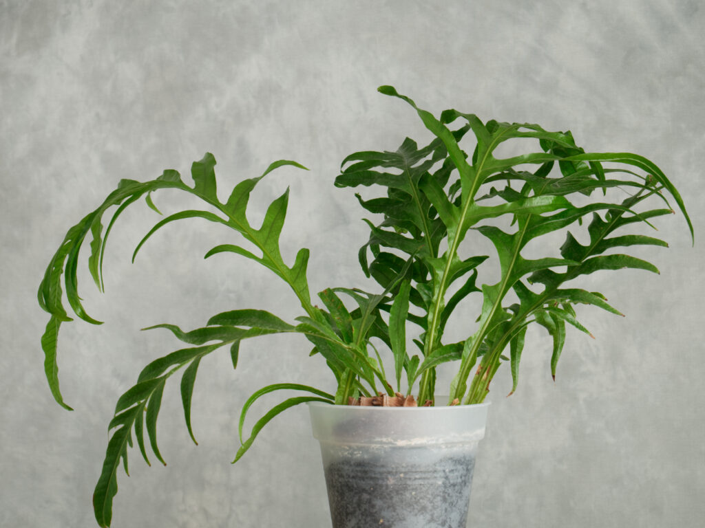 ドリナリア クエルシフォリアの育て方｜植物図鑑｜HanaPrime（ハナ