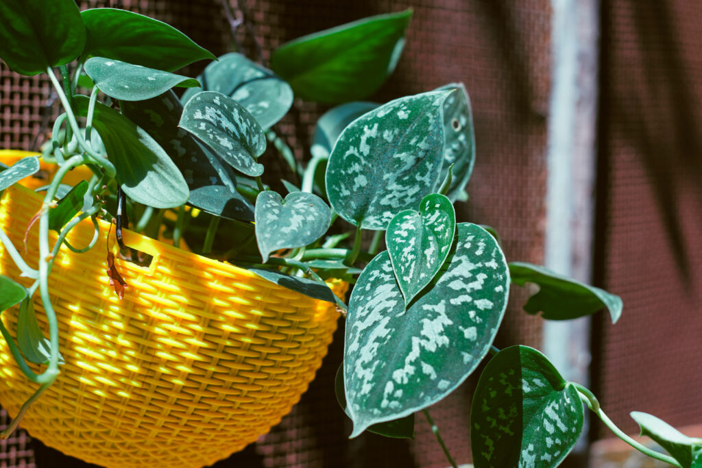 スキンダプサスの育て方｜植物図鑑｜HanaPrime（ハナプライム）