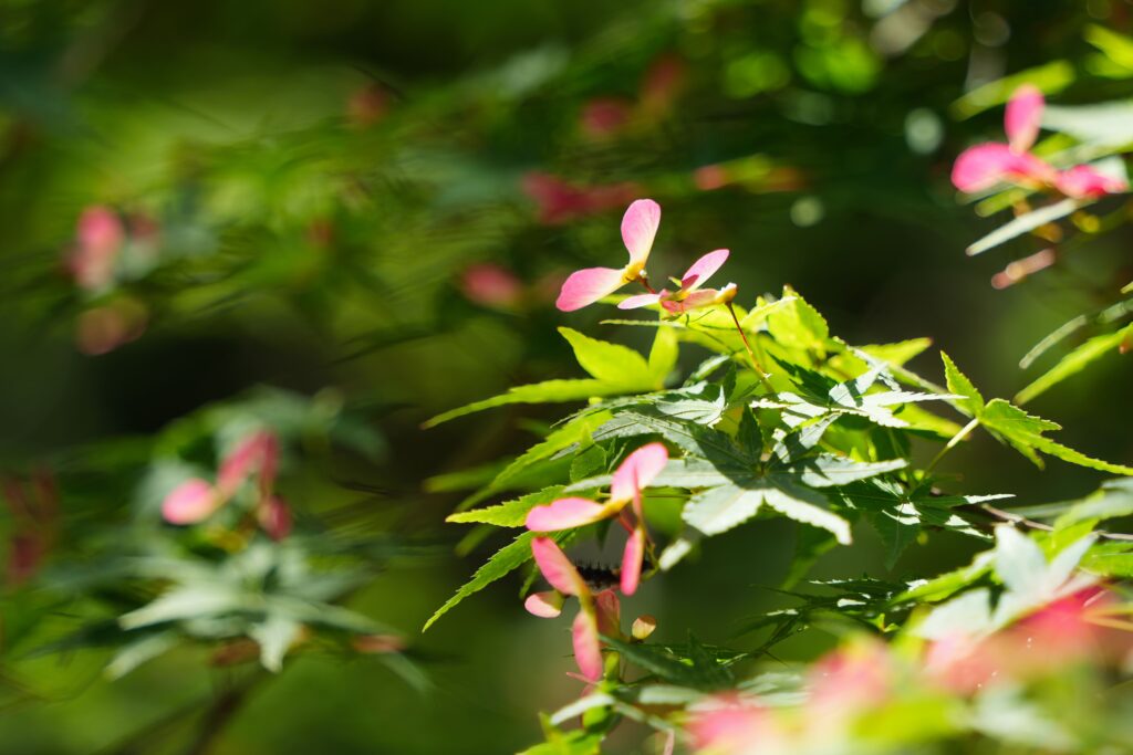 イロハモミジの育て方｜植物図鑑｜HanaPrime（ハナプライム）