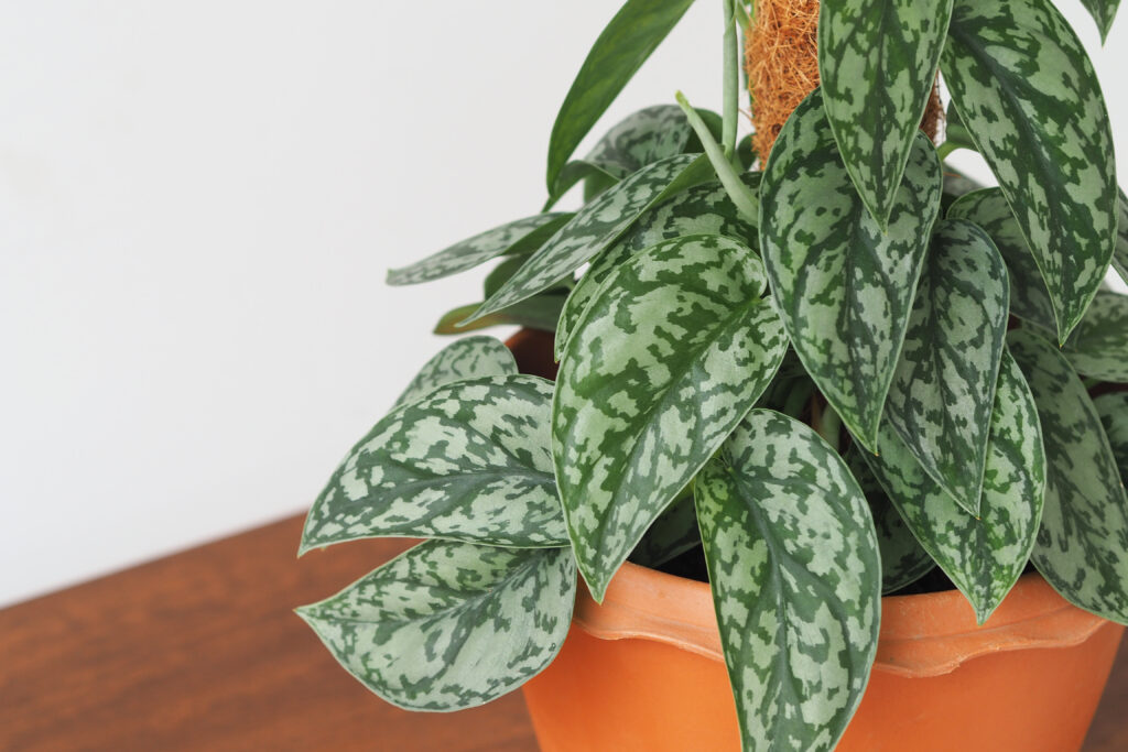 スキンダプサスの育て方｜植物図鑑｜HanaPrime（ハナプライム）