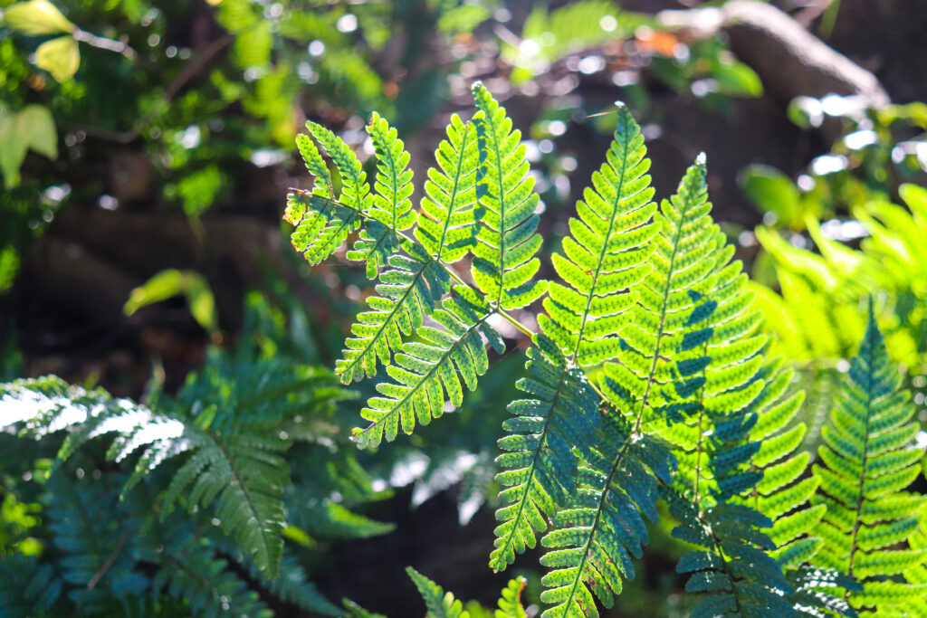 ドリナリア クエルシフォリアの育て方｜植物図鑑｜HanaPrime（ハナ