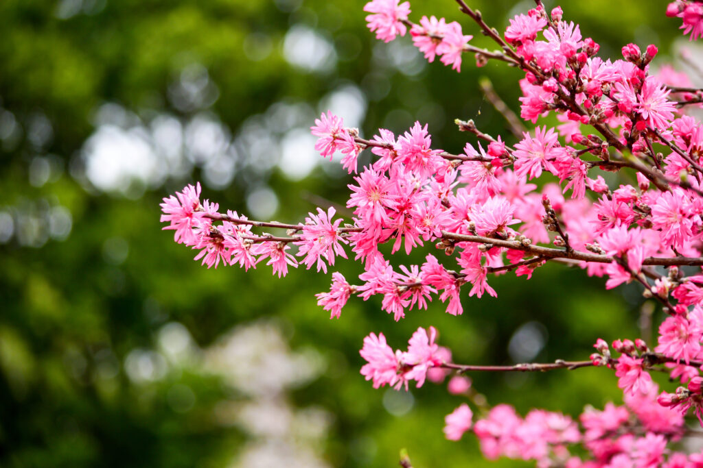 花桃（ハナモモ）の育て方｜植物図鑑｜HanaPrime（ハナプライム）