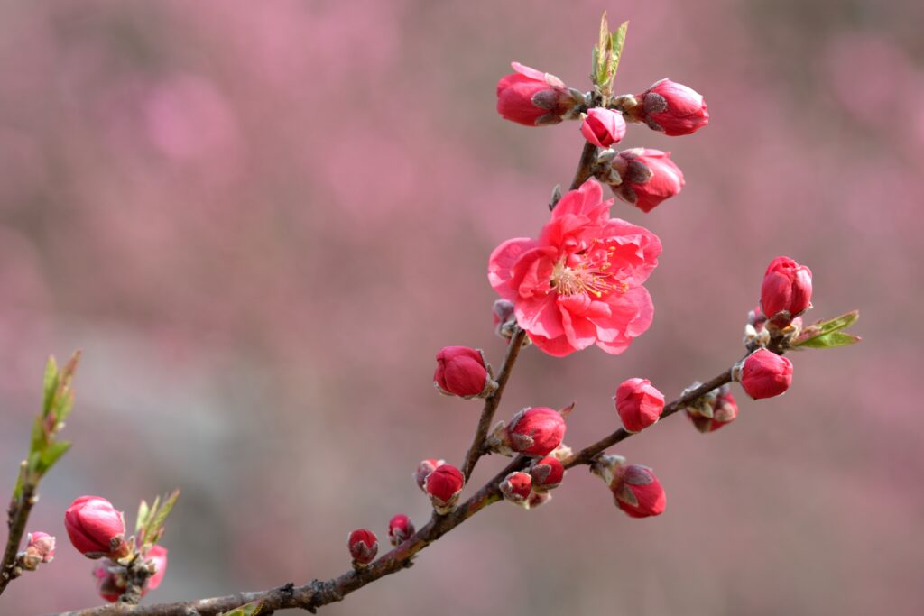 花桃（ハナモモ）の育て方｜植物図鑑｜HanaPrime（ハナプライム）