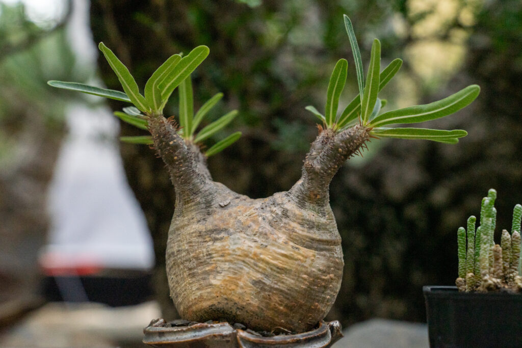 パキポディウムの育て方｜植物図鑑｜HanaPrime（ハナプライム）