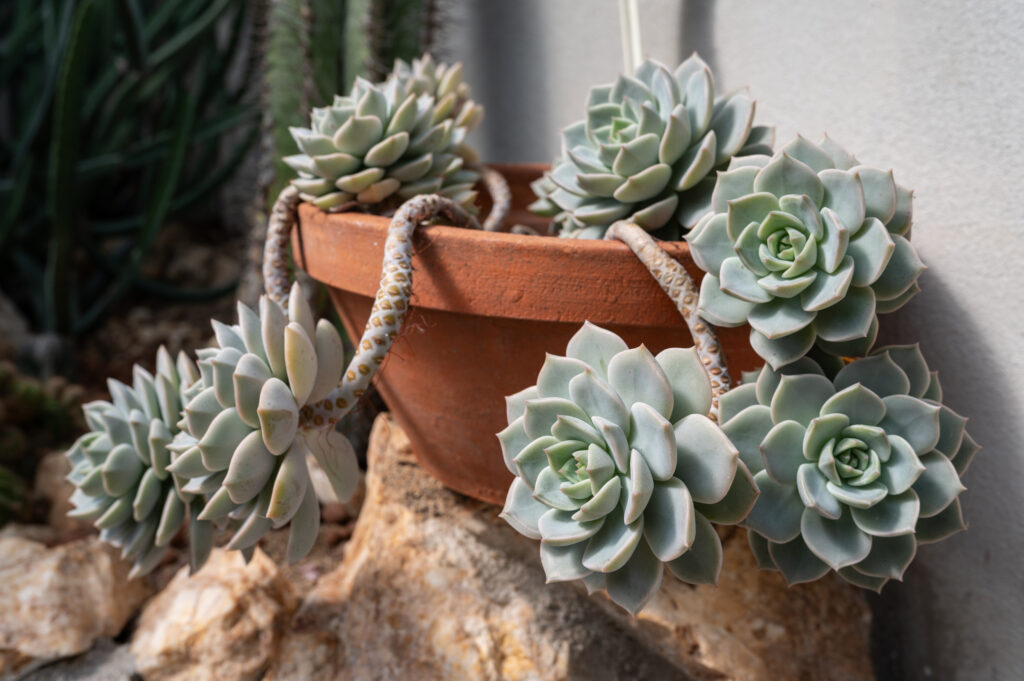 アエオニウムの育て方｜植物図鑑｜HanaPrime（ハナプライム）