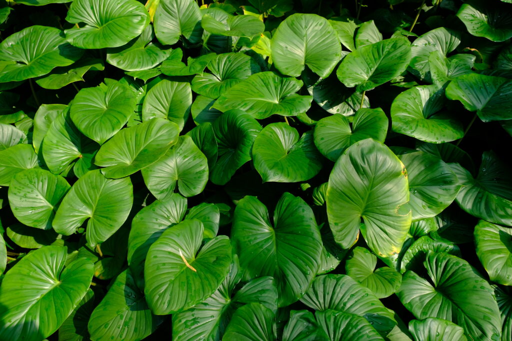 増殖株 Homalomena sp.Green Muskaホマロメナの苗 ホマロメナ