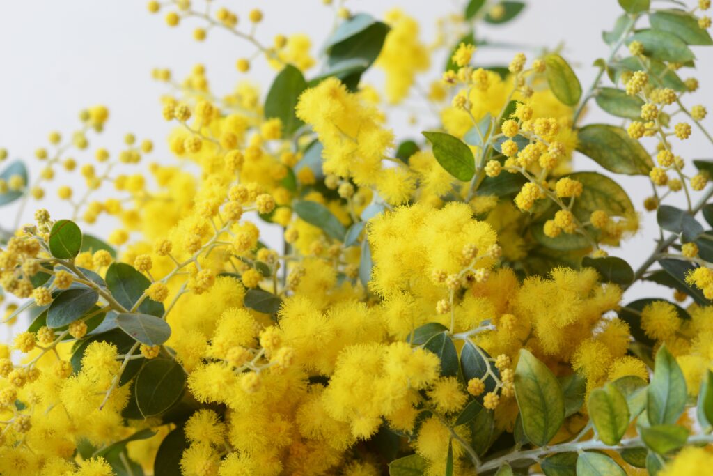 アカシア ブリスベーンの育て方｜植物図鑑｜HanaPrime（ハナプライム）