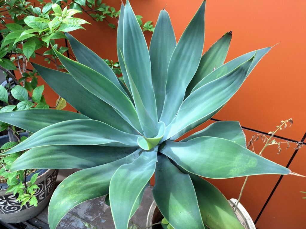 アガベ アテナータの育て方｜植物図鑑｜HanaPrime（ハナプライム）