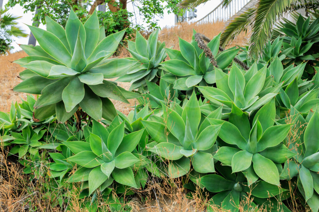 アガベ アテナータの育て方｜植物図鑑｜HanaPrime（ハナプライム）