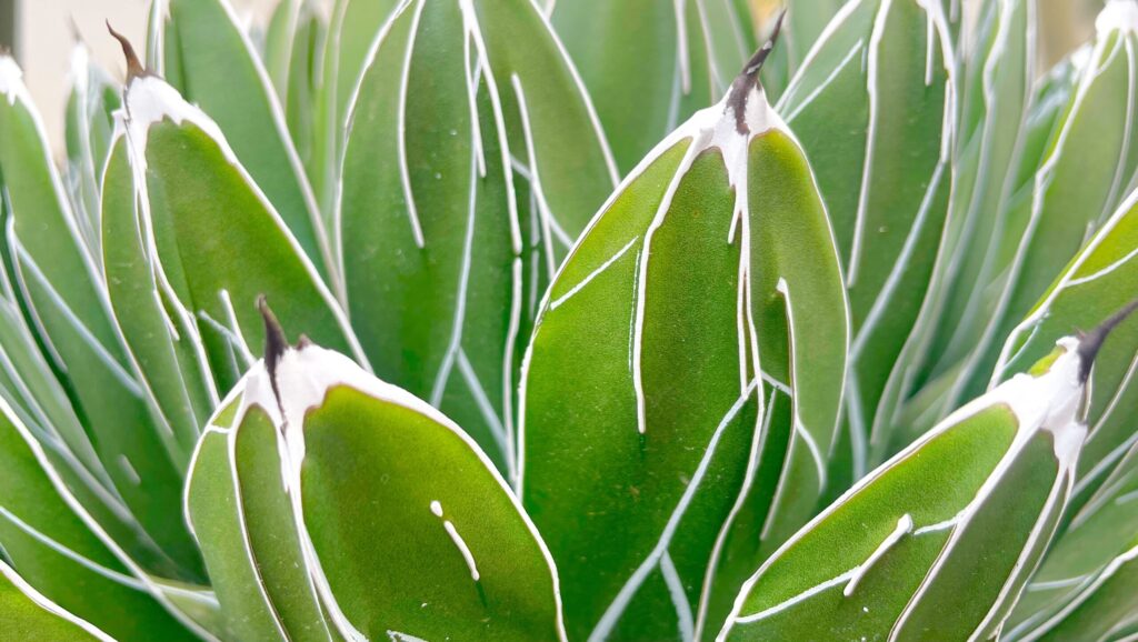 アガベ 笹の雪の育て方｜植物図鑑｜HanaPrime（ハナプライム）