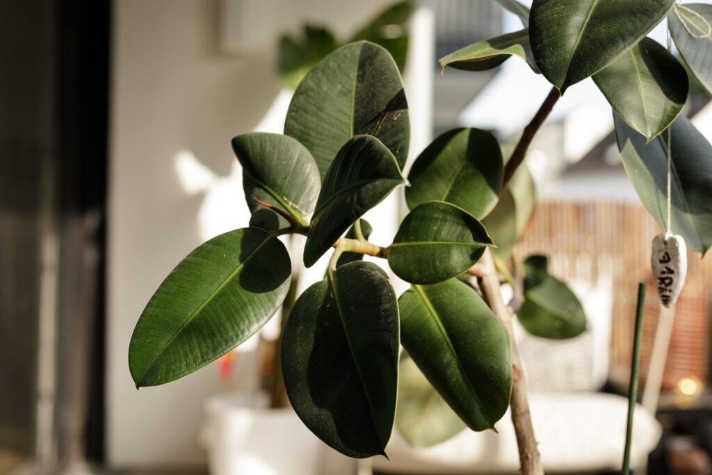 フィカス エラスティカ クライギーの育て方｜植物図鑑｜HanaPrime