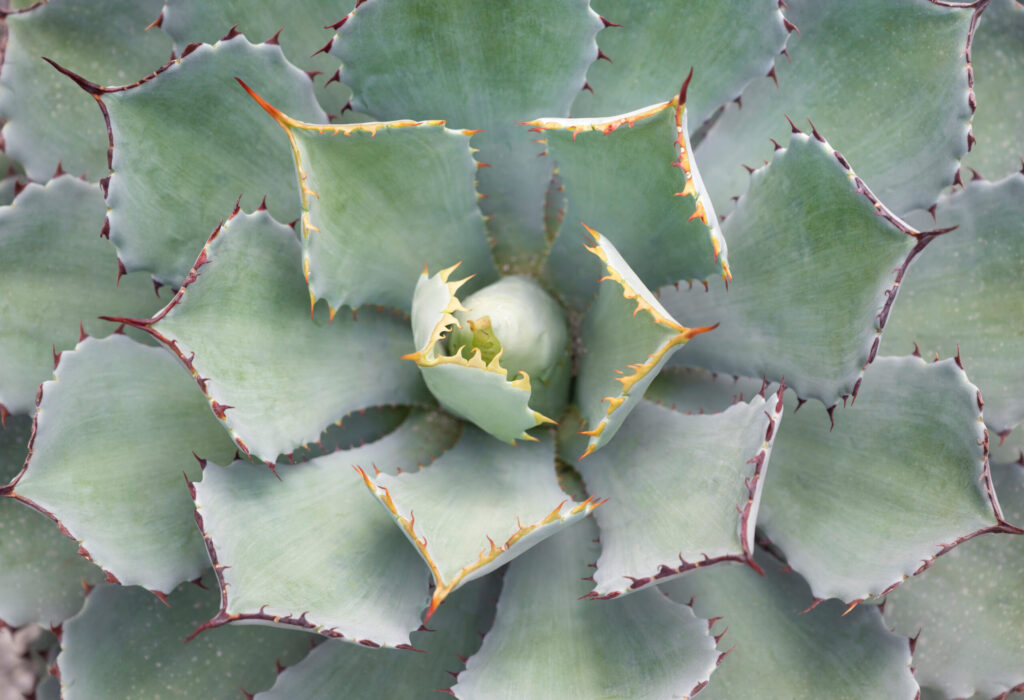 アガベ イシスメンシスの育て方｜植物図鑑｜HanaPrime（ハナプライム）