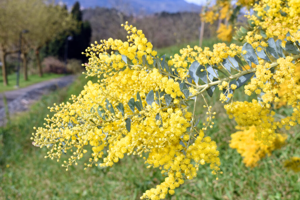 アカシア ブリスベーンの育て方｜植物図鑑｜HanaPrime（ハナプライム）