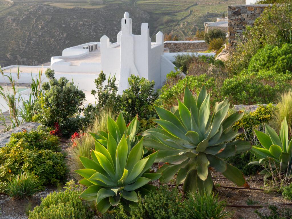 アガベ アテナータの育て方｜植物図鑑｜HanaPrime（ハナプライム）