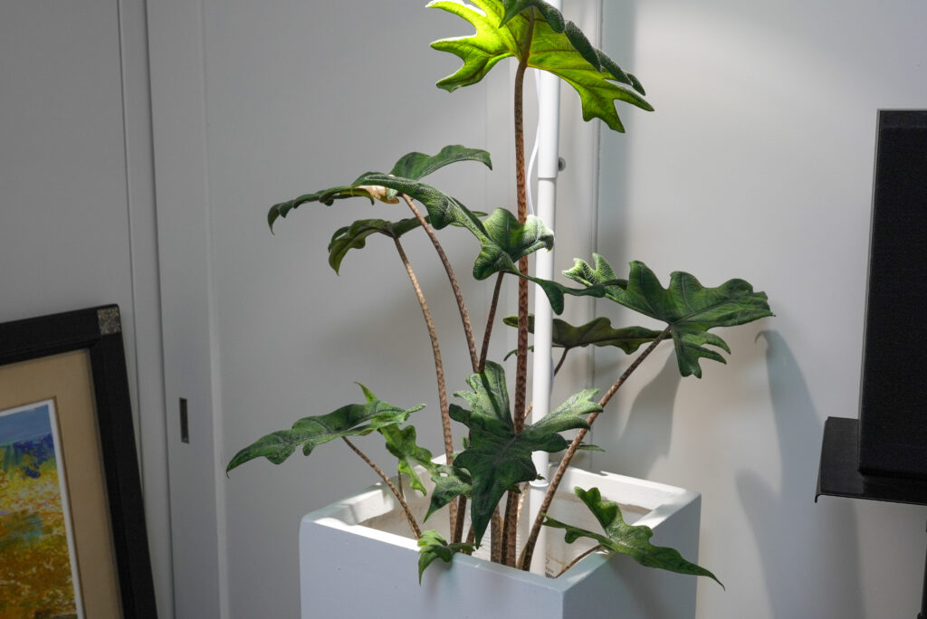 アロカシア ジャックリンの育て方｜植物図鑑｜HanaPrime（ハナプライム）