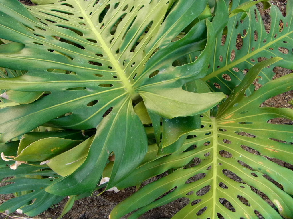 R*u様 モンステラ　黄金葉　ゴールドリーフ　フルムーンゴールド lsw468 R*u様 モンステラ 黄金葉 ゴールドリーフ フルムーンゴールド lsw468