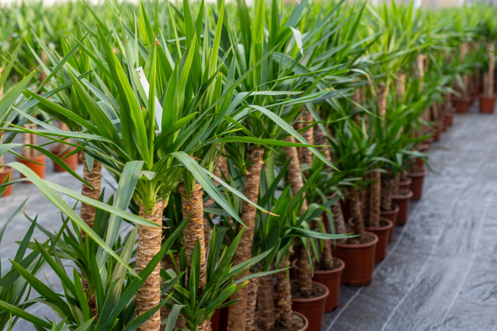 ユッカ アロイフォリアの育て方｜植物図鑑｜HanaPrime（ハナプライム）