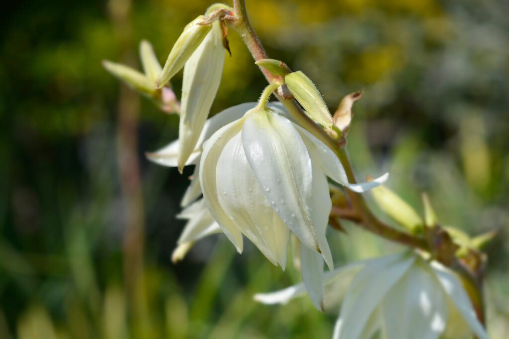 ユッカ ゴールデンソードの育て方｜植物図鑑｜HanaPrime（ハナプライム）