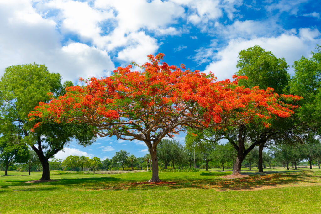 ボトルツリー（ブラキキトン）の育て方｜植物図鑑｜HanaPrime（ハナ