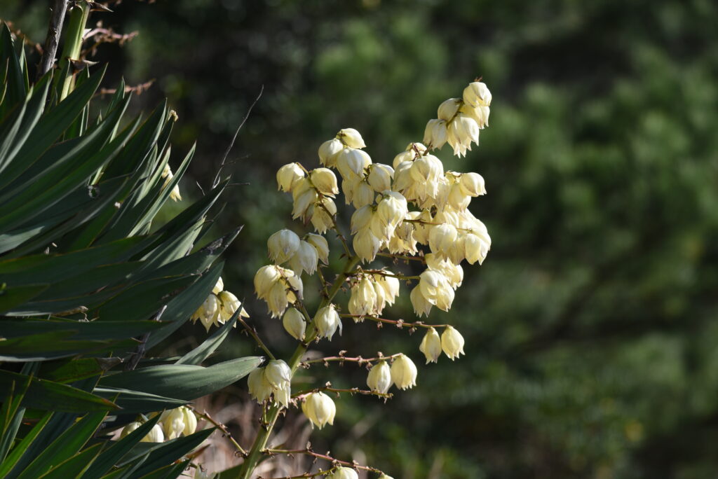 ユッカ キミガヨランの育て方｜植物図鑑｜HanaPrime（ハナプライム）