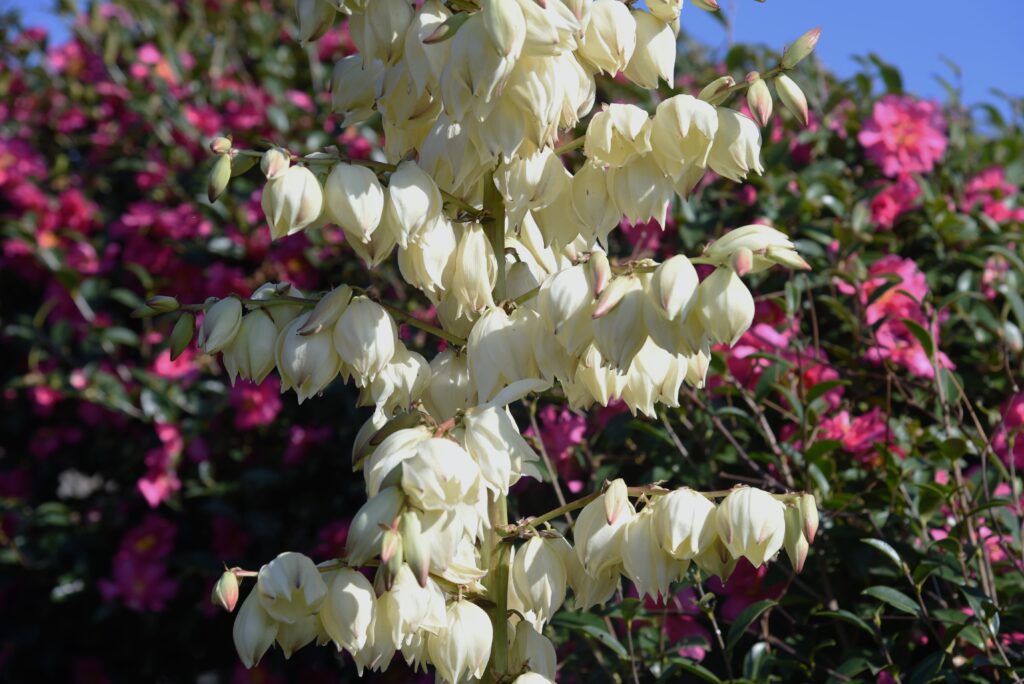 ハウスNO.1 超極太 4ヘッド優秀選抜株 将来有望 ユッカ キミガヨラン ハウスNO.1 超極太 4ヘッド優秀選抜株 将来有望 ユッカ キミガヨラン