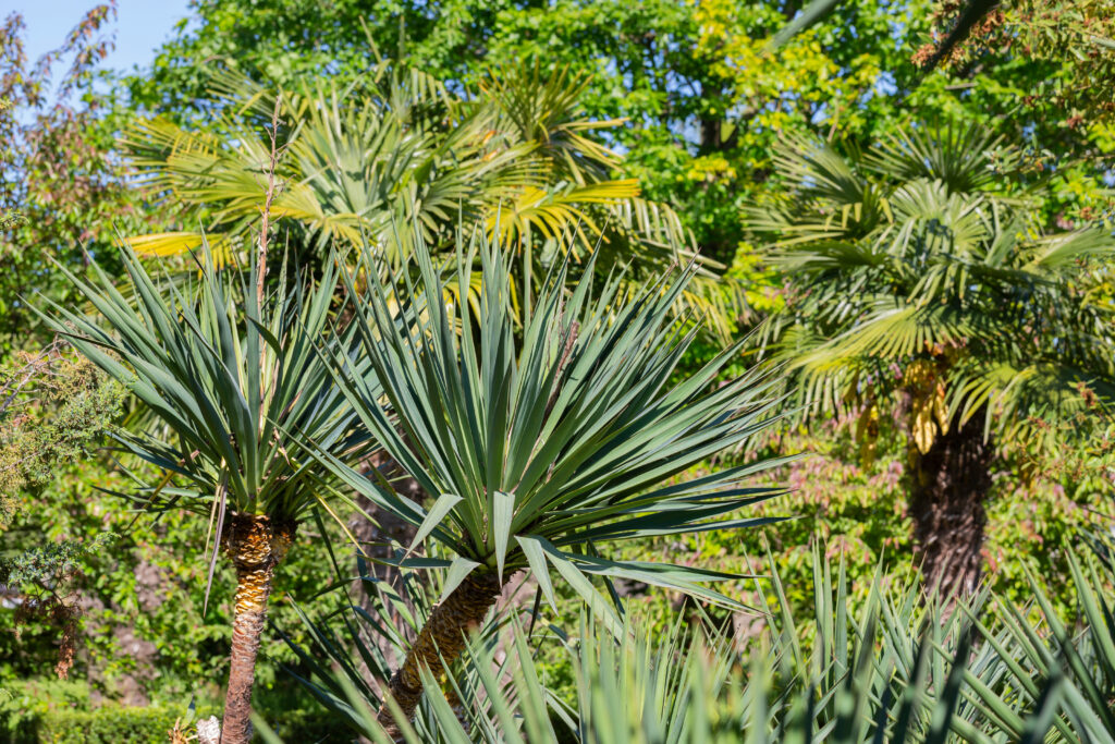 ユッカ キミガヨランの育て方｜植物図鑑｜HanaPrime（ハナプライム）