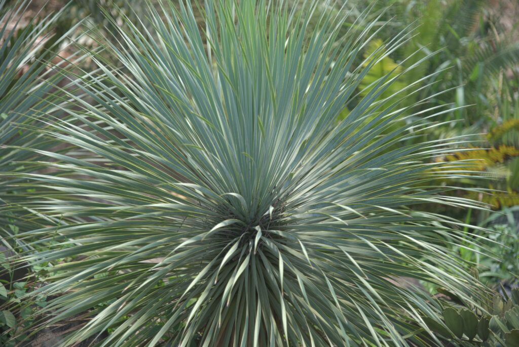 ユッカアロイフォリア⭐︎極太株⭐︎葉の量多め⭐︎発根済⭐︎ ユッカアロイフォリア⭐︎極太株⭐︎葉の量多め⭐︎発根済⭐︎