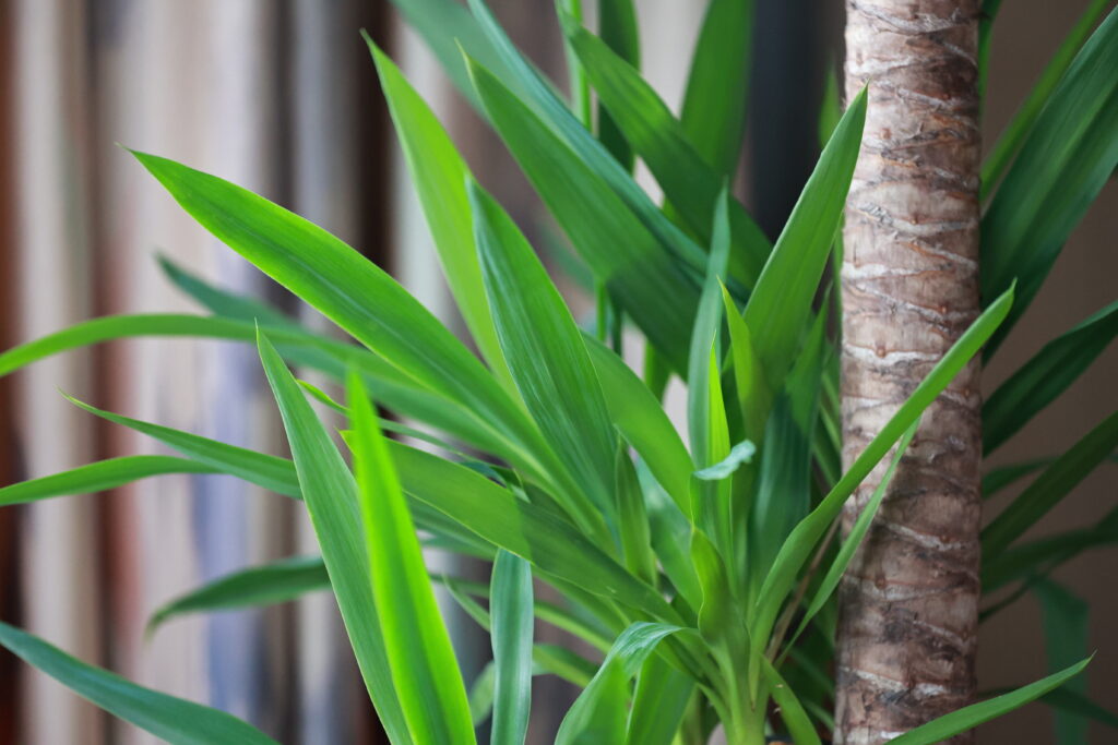 ユッカ ゴールデンソードの育て方｜植物図鑑｜HanaPrime（ハナプライム）