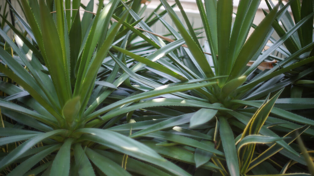 ユッカ アロイフォリアの育て方｜植物図鑑｜HanaPrime（ハナプライム）