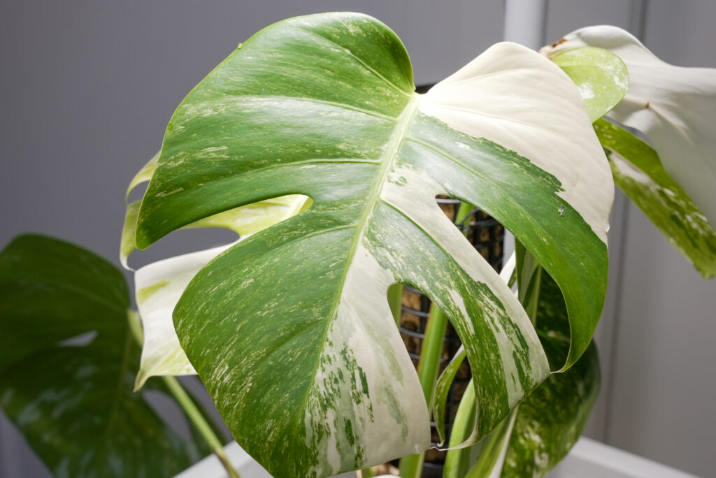 A*7様 モンステラ デリシオーサ スケルトン 検索 シエラナ ミント 白斑 黄 モンステラ デリシオーサ スケルトン 検索 シエラナ ミント 白斑 黄斑