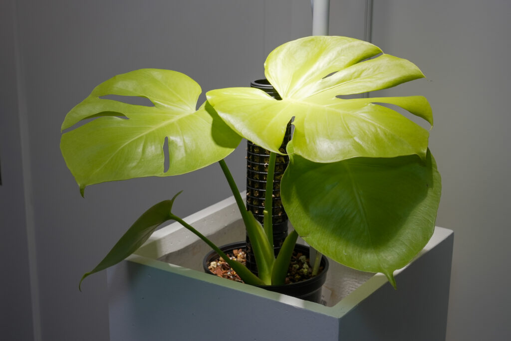 モンステラの種類と品種一覧｜植物図鑑｜HanaPrime（ハナプライム）