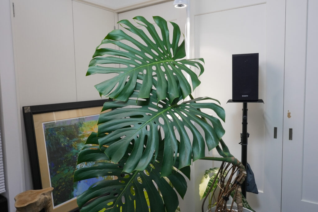 モンステラの種類一覧｜斑入り・目ずらいしい希少種を比較｜植物図鑑