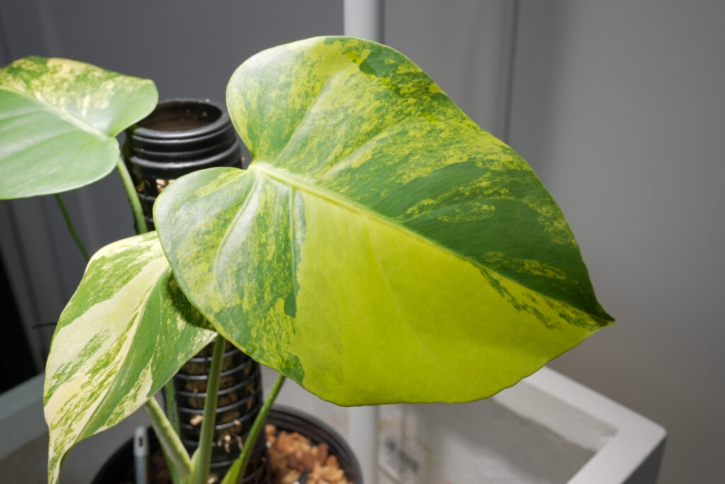 超希少　斑入り　本物　モンステラ　デリシオーサ ポンポン　フィロデンドロン 超希少 斑入り 本物 モンステラ デリシオーサ ポンポン