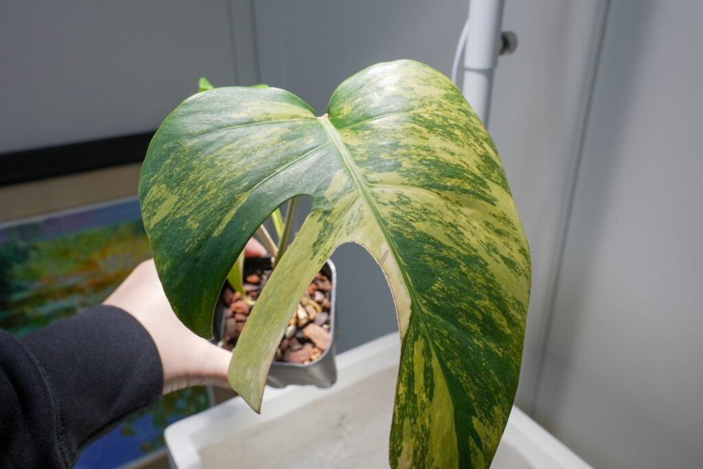 モンステラの種類一覧｜斑入り・目ずらいしい希少種を比較｜植物図鑑