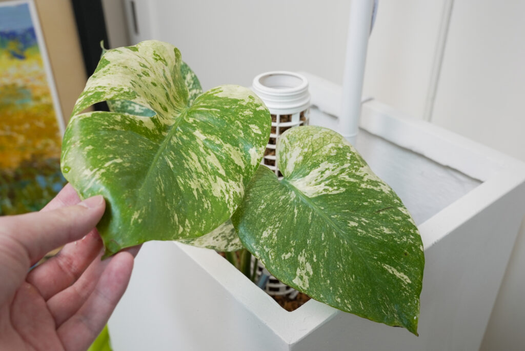 モンステラの種類一覧｜斑入り・目ずらいしい希少種を比較｜植物図鑑