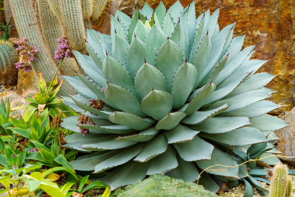 アガベ 吉祥天の育て方｜植物図鑑｜HanaPrime（ハナプライム）