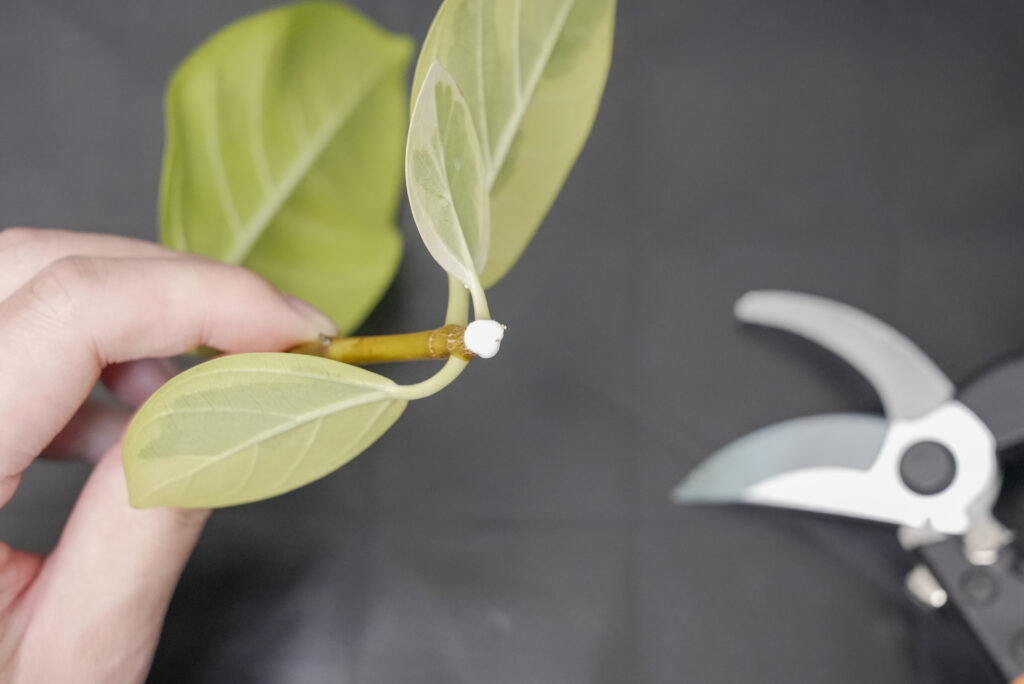 フィカス アルテシマの増やし方｜植物図鑑｜HanaPrime（ハナプライム）