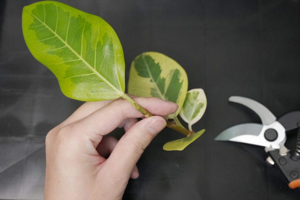 フィカス アルテシマの増やし方｜植物図鑑｜HanaPrime（ハナプライム）