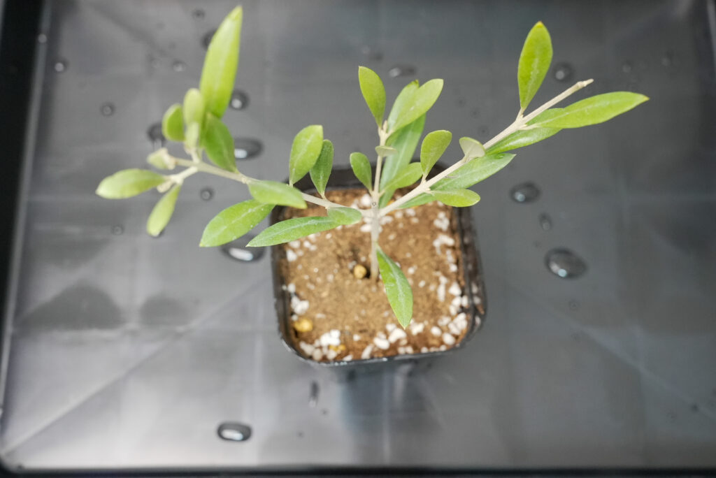 オリーブの増やし方（挿し木）｜植物図鑑｜HanaPrime（ハナプライム）