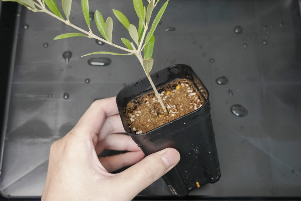 オリーブの増やし方（挿し木）｜植物図鑑｜HanaPrime（ハナプライム）