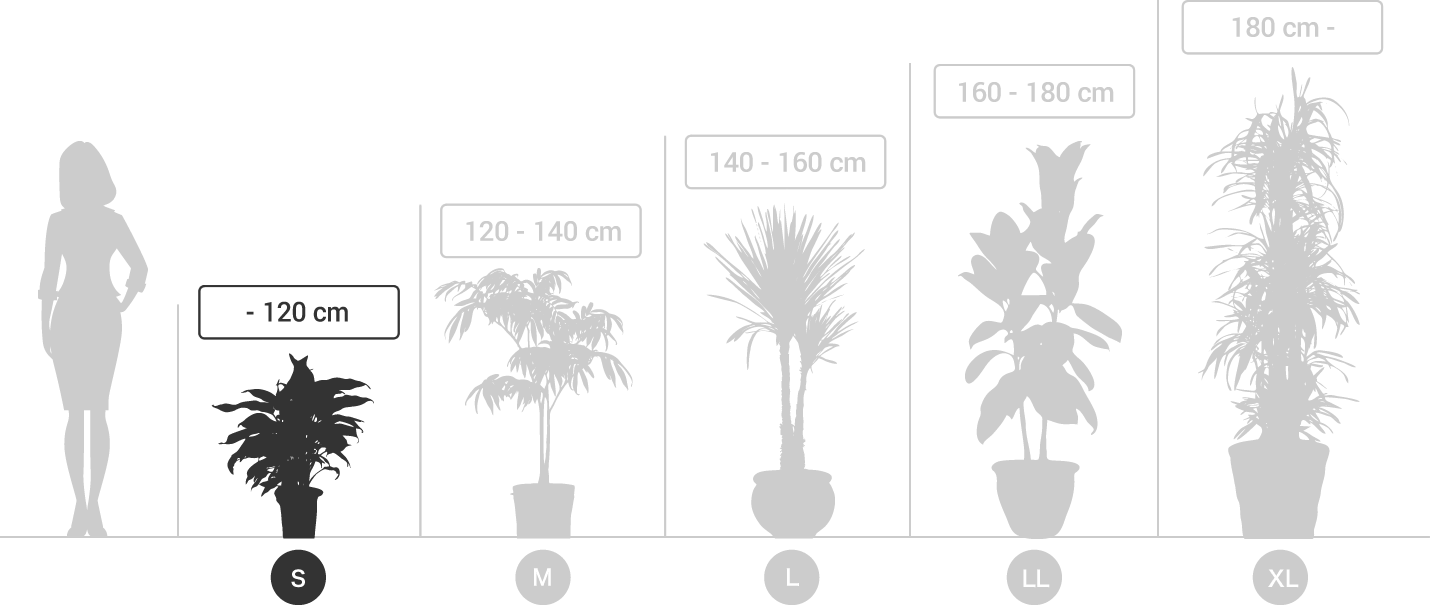 サイズ観葉植物（サイズS）